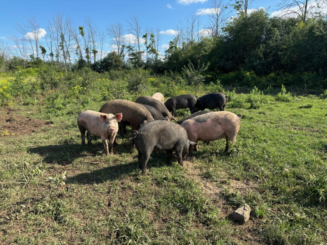 Unplanned Porcine Pregnancy Announcement